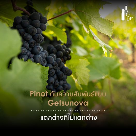 Pinot กับความสัมพันธ์แบบ Getsunova แตกต่างที่ไม่แตกต่าง | Universal Fine Wine and Spirits | ไวน์นำเข้า | PinotNoir | PinotBlanc | PinotGris